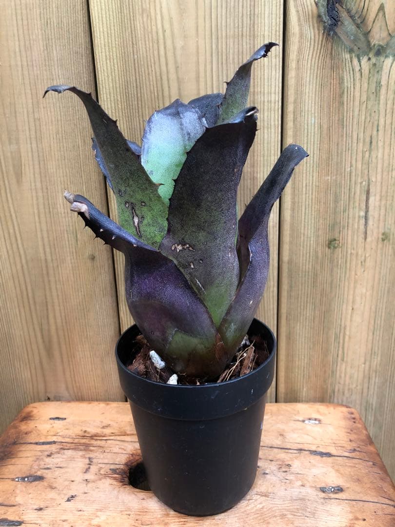 ホヘンベルギア・レオポルドホルスティー・ブラックフォーム