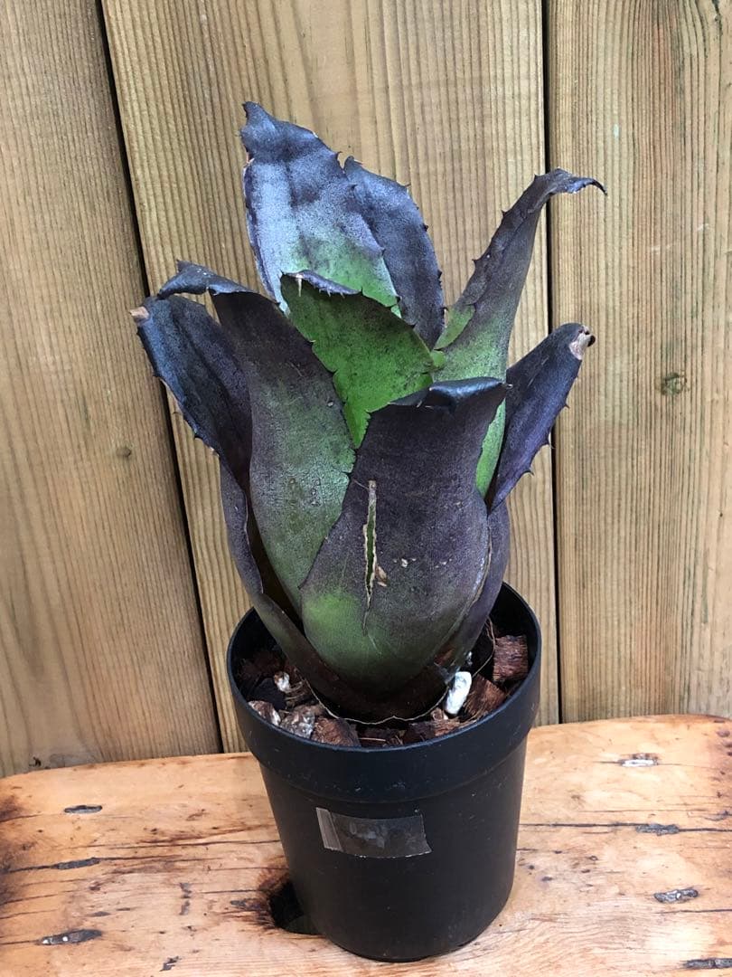 ホヘンベルギア・レオポルドホルスティー・ブラックフォーム