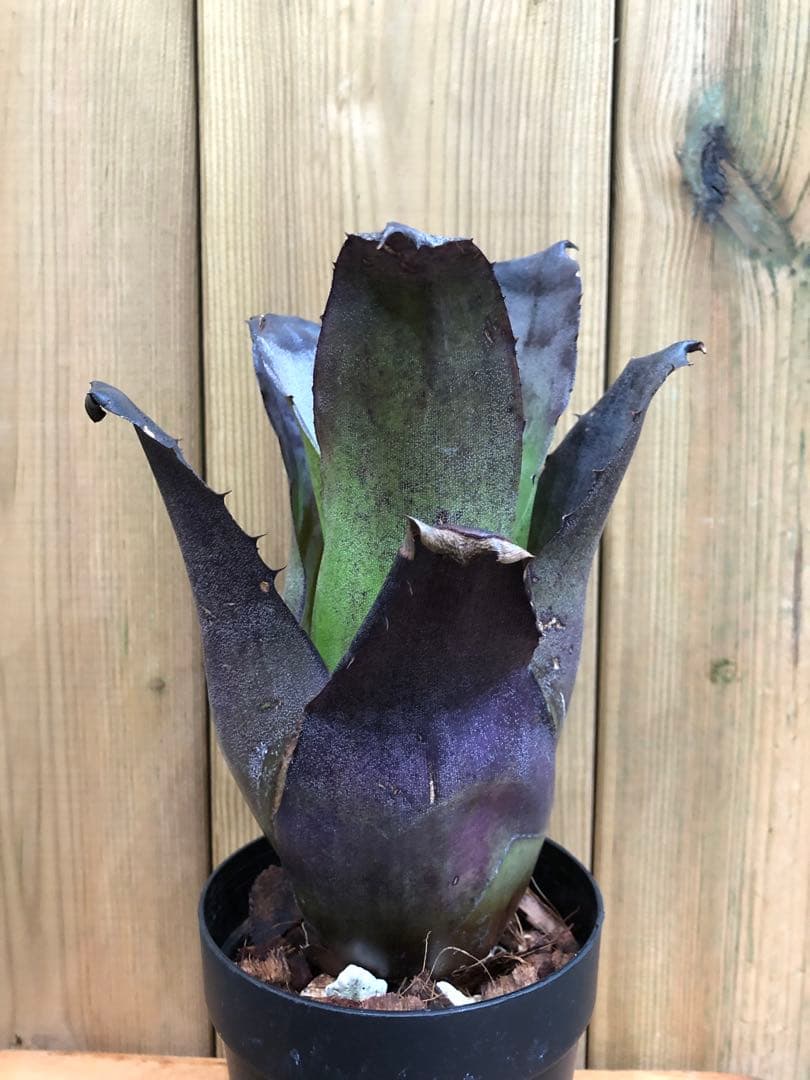 ホヘンベルギア・レオポルドホルスティー・ブラックフォーム