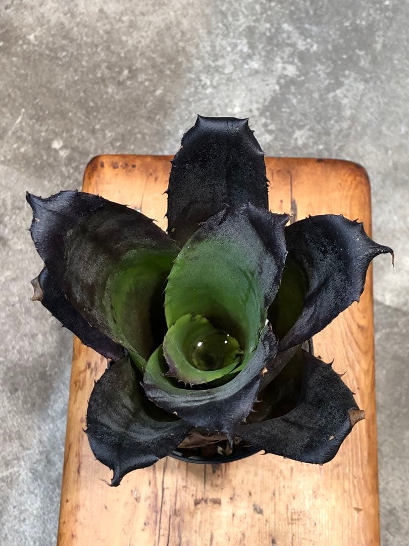 ホヘンベルギア・レオポルドホルスティー・ブラックフォーム