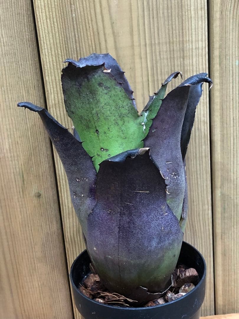 ホヘンベルギア・レオポルドホルスティー・ブラックフォーム