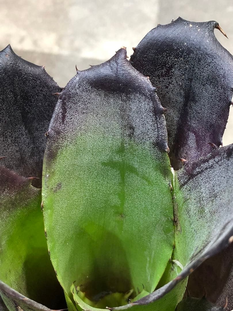 ホヘンベルギア・レオポルドホルスティー・ブラックフォーム