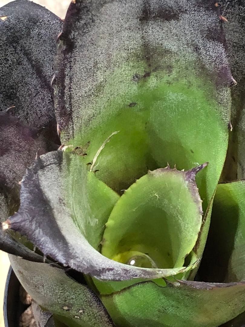 ホヘンベルギア・レオポルドホルスティー・ブラックフォーム