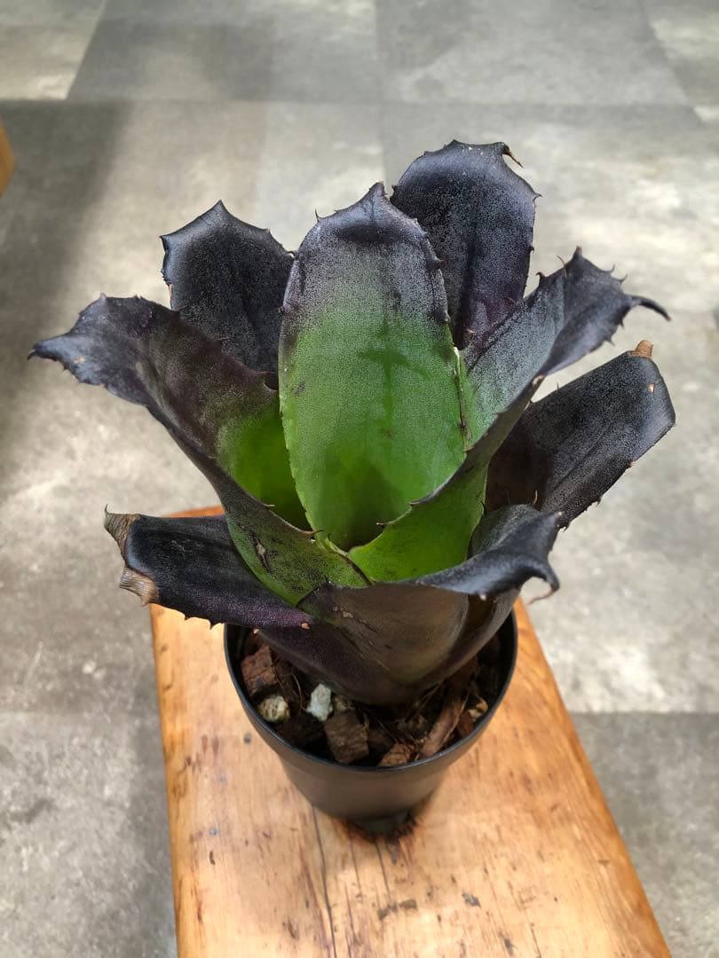 ホヘンベルギア・レオポルドホルスティー・ブラックフォーム