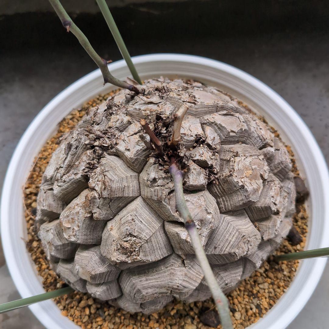 特大山採り　アフリカ亀甲竜　ディオスコレア　エレファンティペス　鉢径36センチ