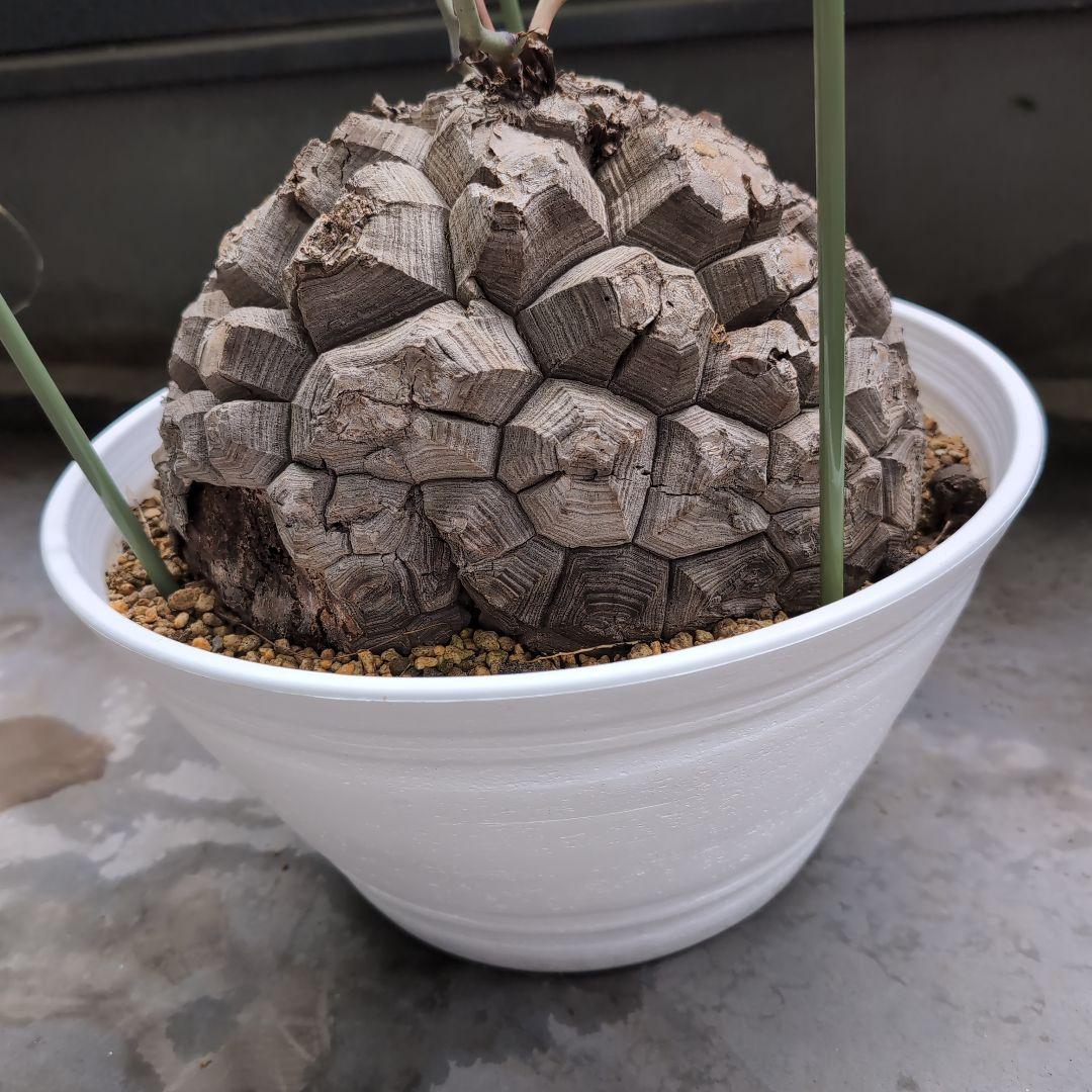 特大山採り　アフリカ亀甲竜　ディオスコレア　エレファンティペス　鉢径36センチ