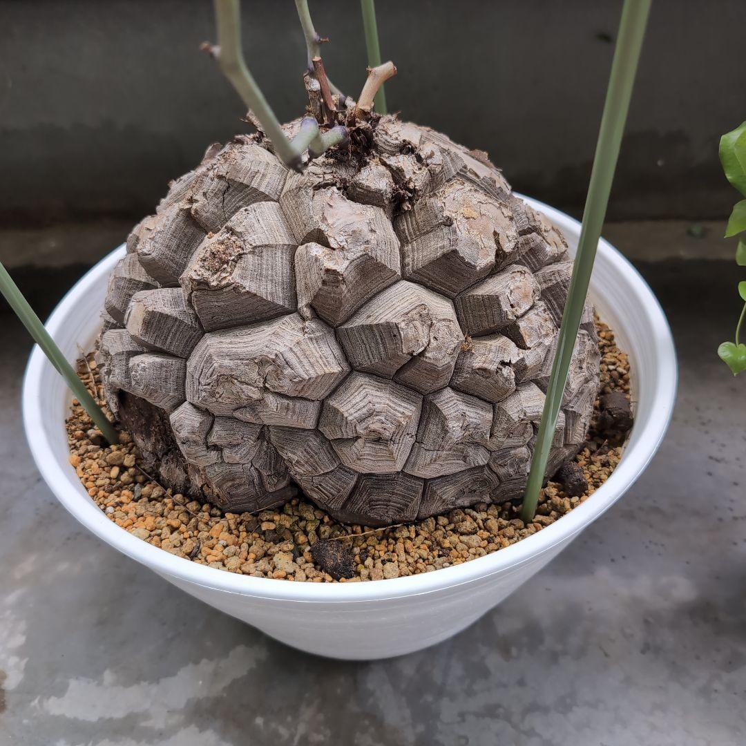 特大山採り　アフリカ亀甲竜　ディオスコレア　エレファンティペス　鉢径36センチ