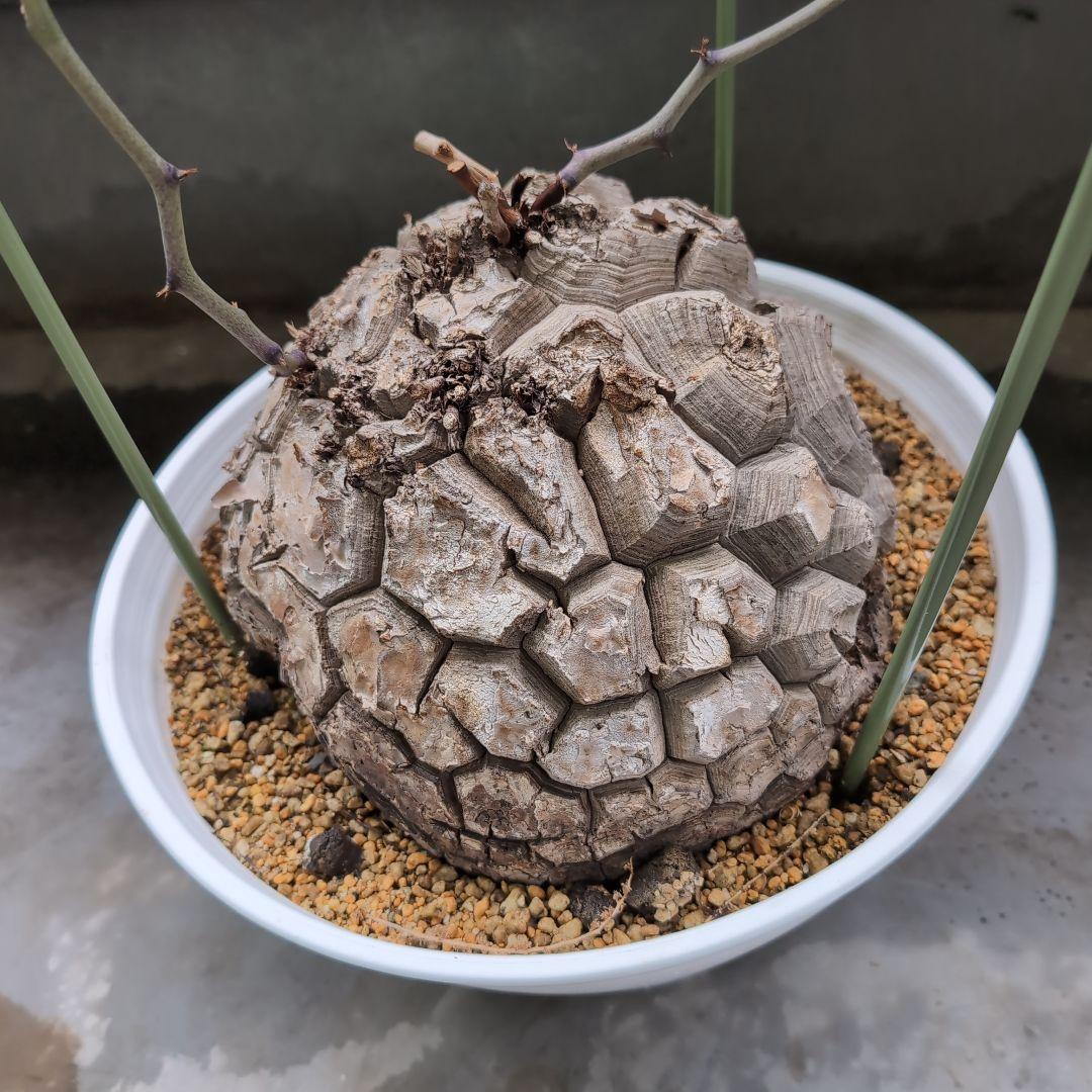 特大山採り　アフリカ亀甲竜　ディオスコレア　エレファンティペス　鉢径36センチ