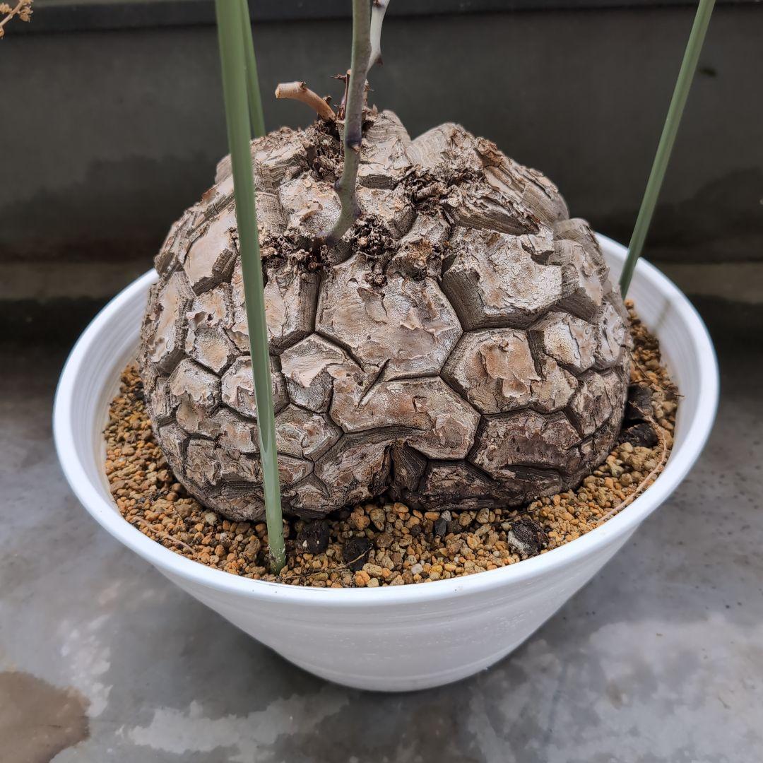 特大山採り　アフリカ亀甲竜　ディオスコレア　エレファンティペス　鉢径36センチ