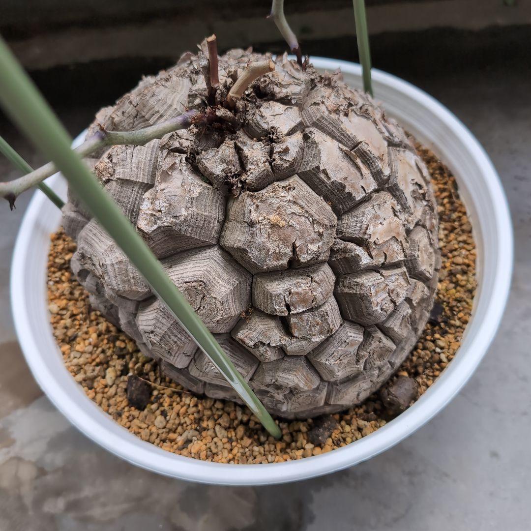 特大山採り　アフリカ亀甲竜　ディオスコレア　エレファンティペス　鉢径36センチ