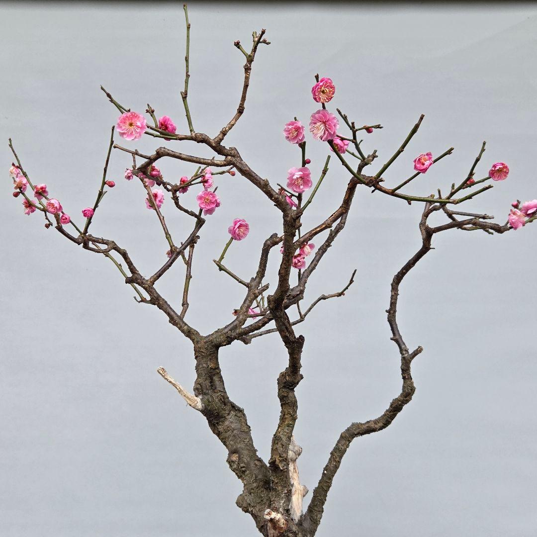 梅　(紅八重咲き)　[模様木]　大品盆栽