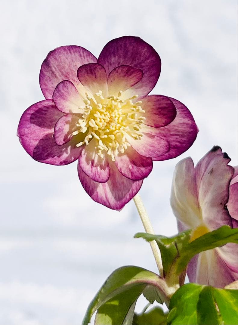 蜃気楼 ① dd クリスマスローズ 大木 ナーセリー - メルカリ