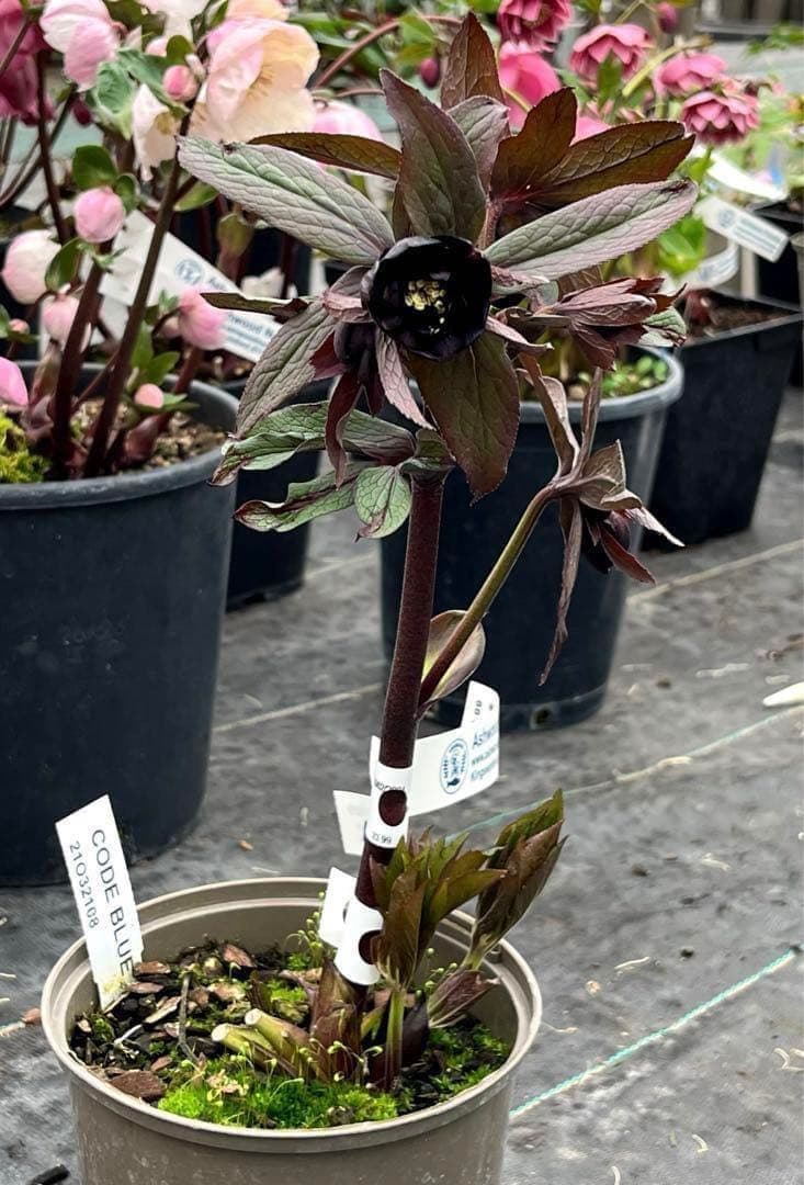 ヒ*イ様 ☘️超希少☘️唯一無二☘️根充実❤️しっかり新芽❤️907【Ash】D