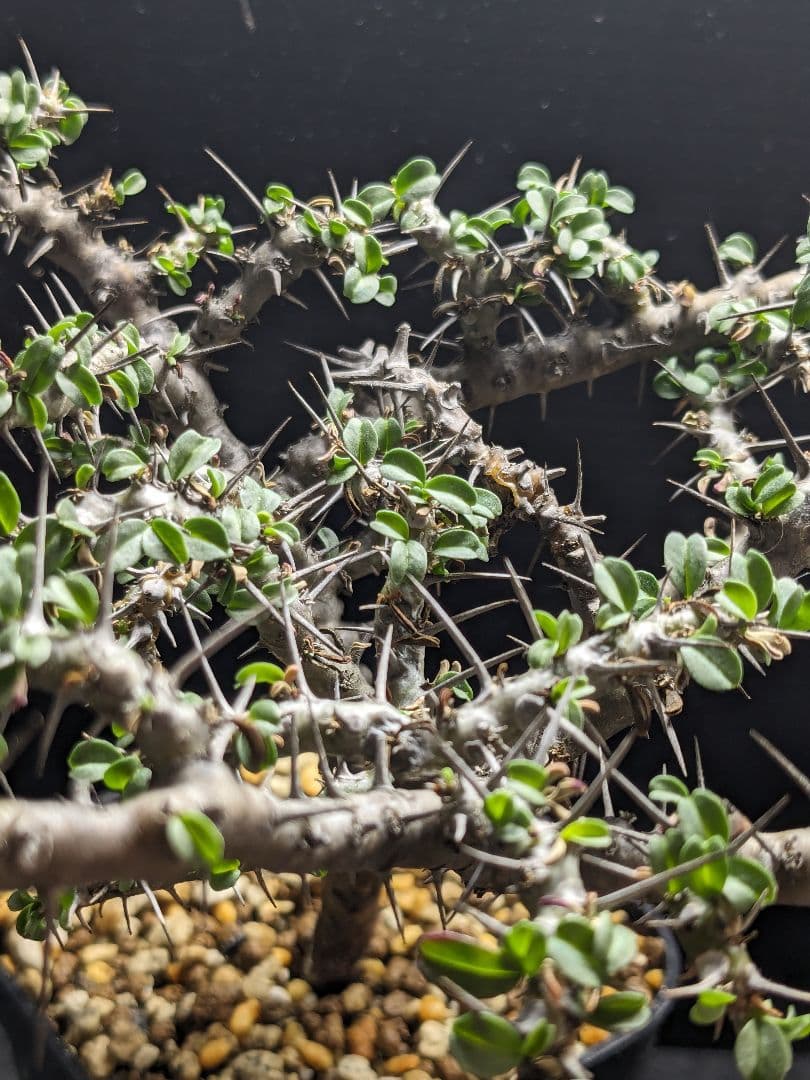 モンソニア カンデボエンシス（サルコカウロン） ☆レア植物☆ - メルカリ