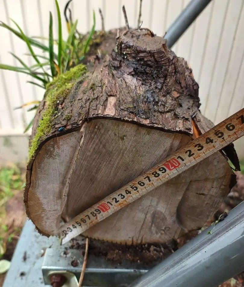 天然着生シダ 木の幹付き 直径約24cm 長さ60cm