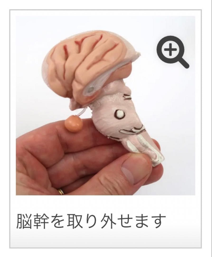 脳模型 5分解モデル 3B Smart Anatomy 実物大 新品未使用 - メルカリ