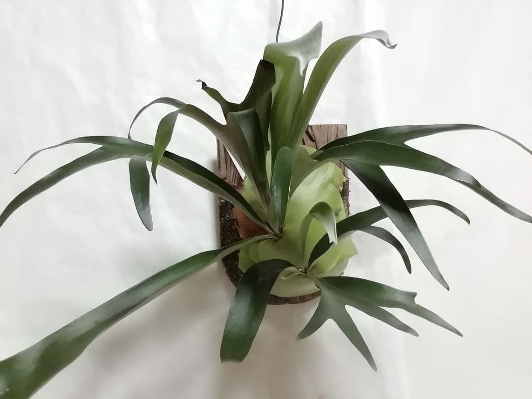 【希少株】P. bifurcatum オールドタイプ 育成超簡単　大株