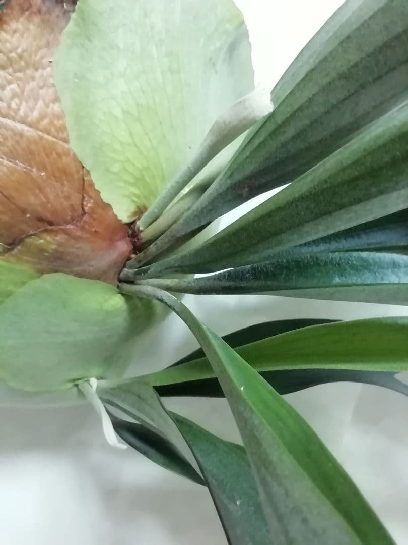 【希少株】P. bifurcatum オールドタイプ 育成超簡単　大株