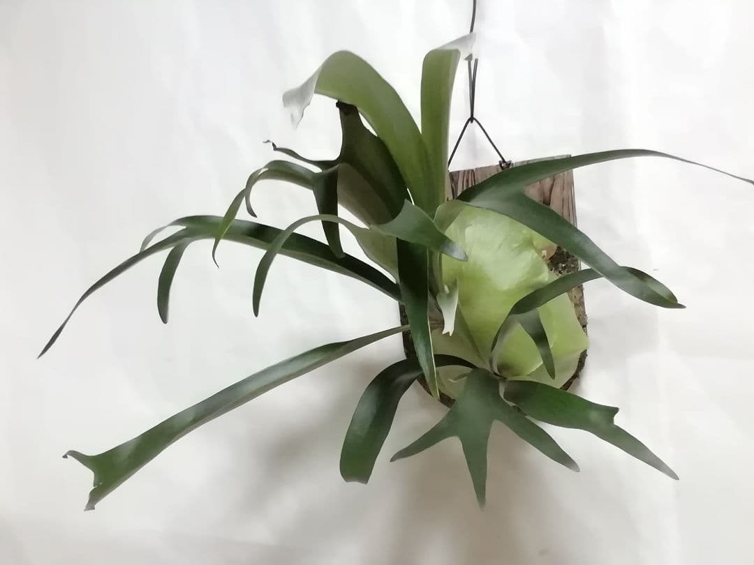 【希少株】P. bifurcatum オールドタイプ 育成超簡単　大株