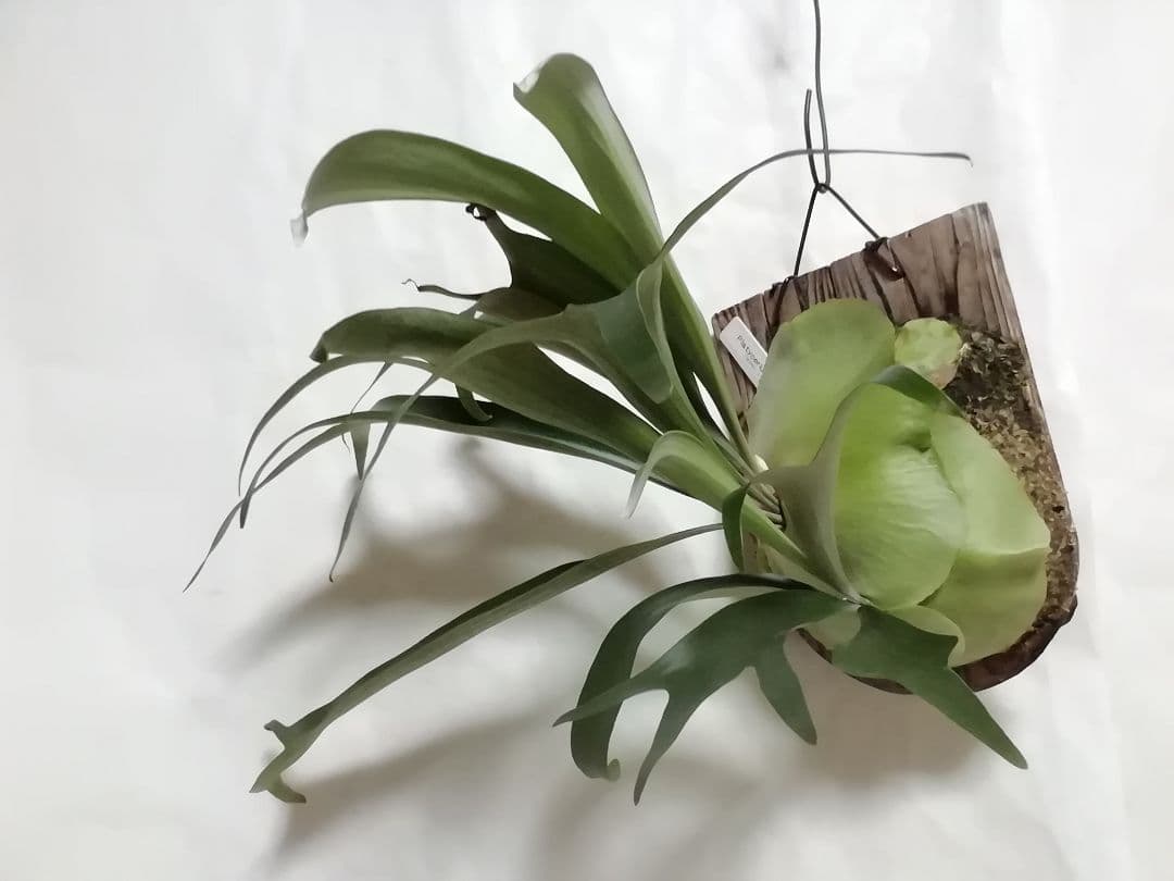 【希少株】P. bifurcatum オールドタイプ 育成超簡単　大株