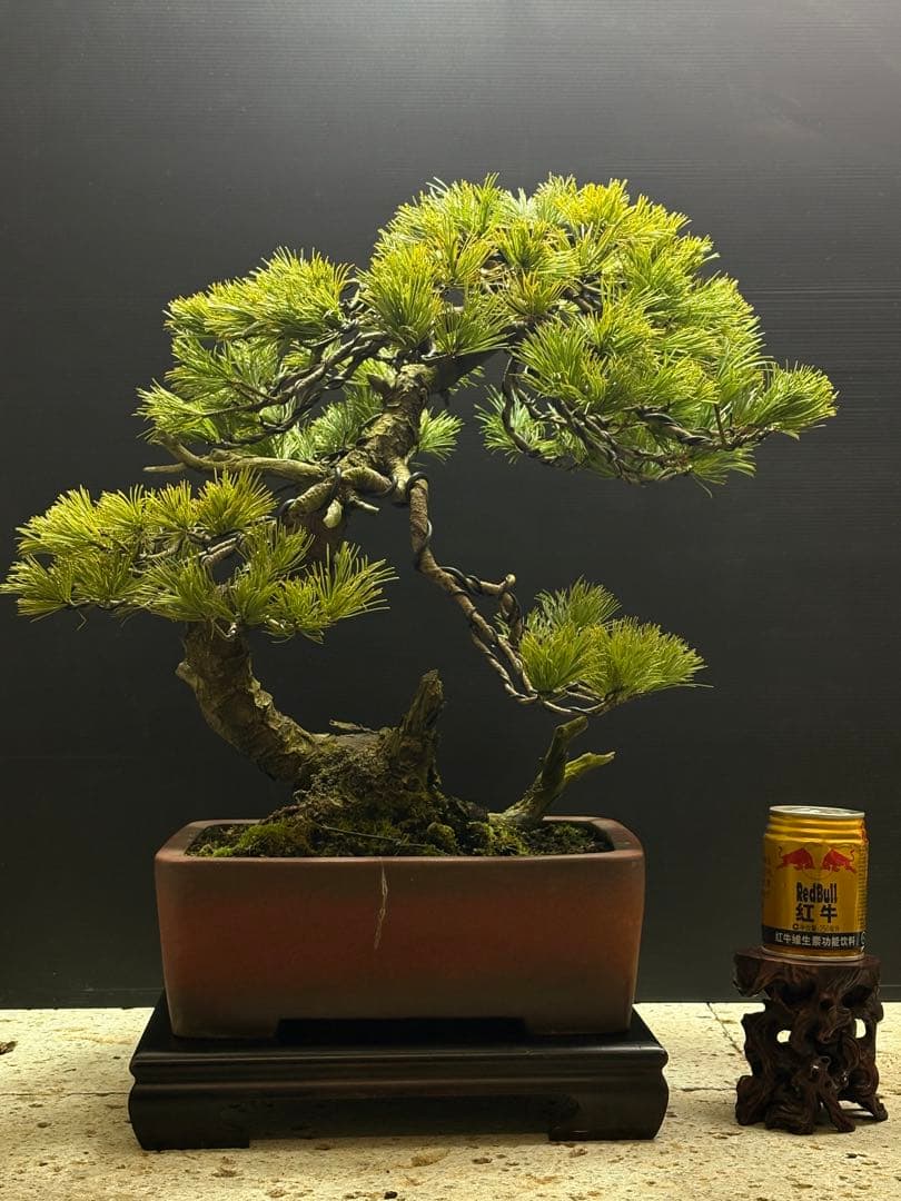 週末大幅値下げ❗️[盆栽]五葉松/山採り//黒松/真柏