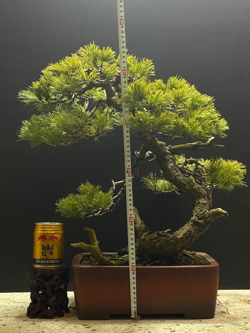 週末大幅値下げ❗️[盆栽]五葉松/山採り//黒松/真柏