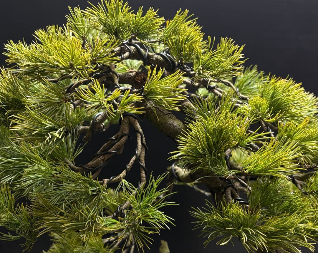 週末大幅値下げ❗️[盆栽]五葉松/山採り//黒松/真柏