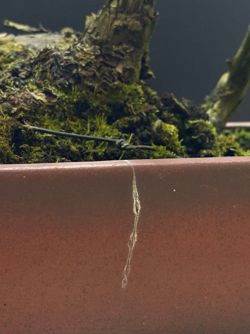 週末大幅値下げ❗️[盆栽]五葉松/山採り//黒松/真柏