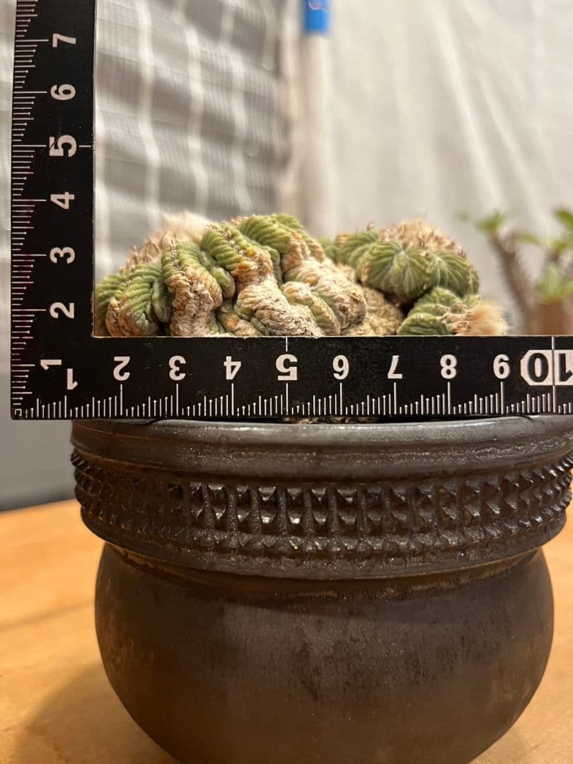 アズテキウム 花籠 (Aztekium ritteri)