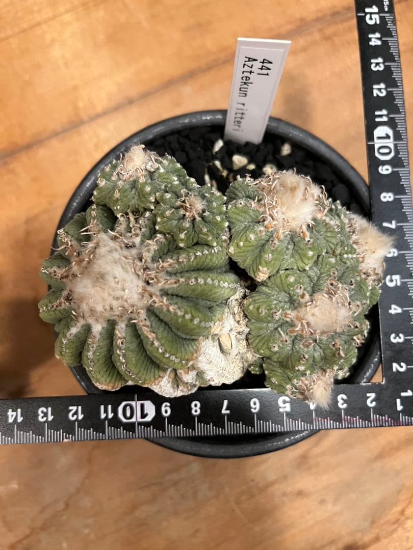 アズテキウム 花籠 (Aztekium ritteri)