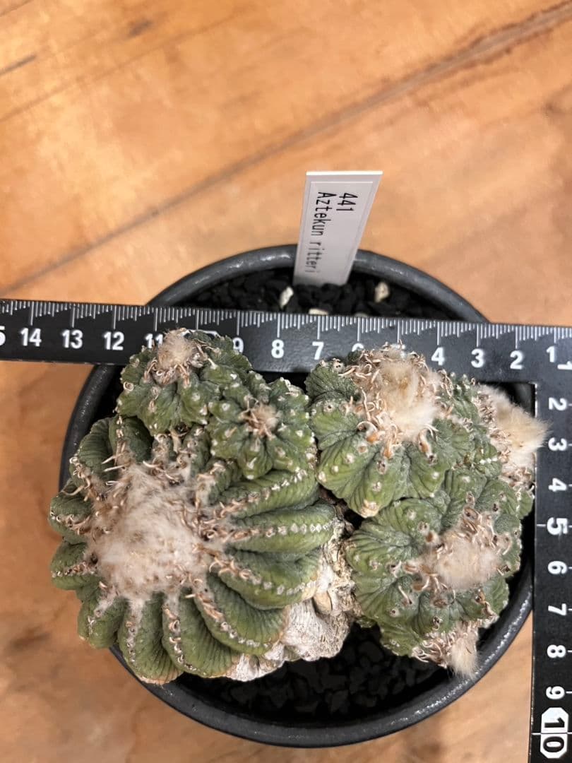 アズテキウム 花籠 (Aztekium ritteri)