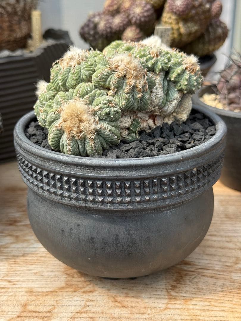 アズテキウム 花籠 (Aztekium ritteri)