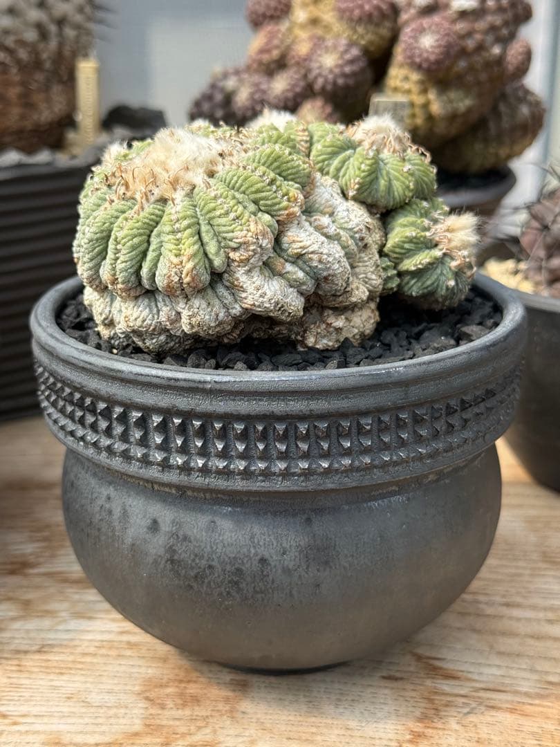 アズテキウム 花籠 (Aztekium ritteri)