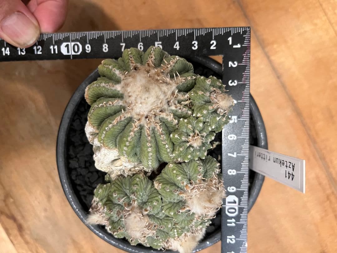 アズテキウム 花籠 (Aztekium ritteri)