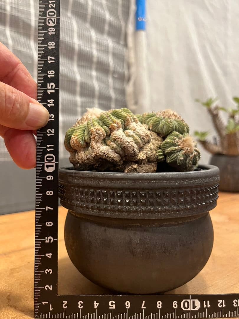 アズテキウム 花籠 (Aztekium ritteri)