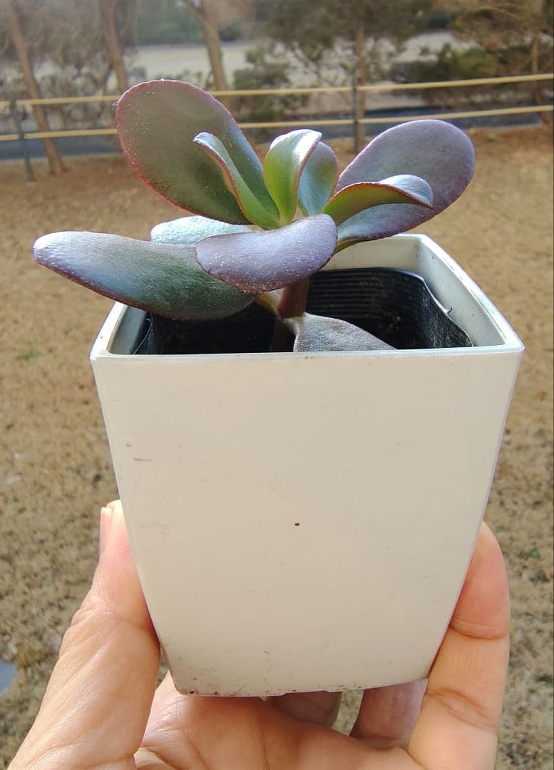 金のなる木 抜き苗 - メルカリ