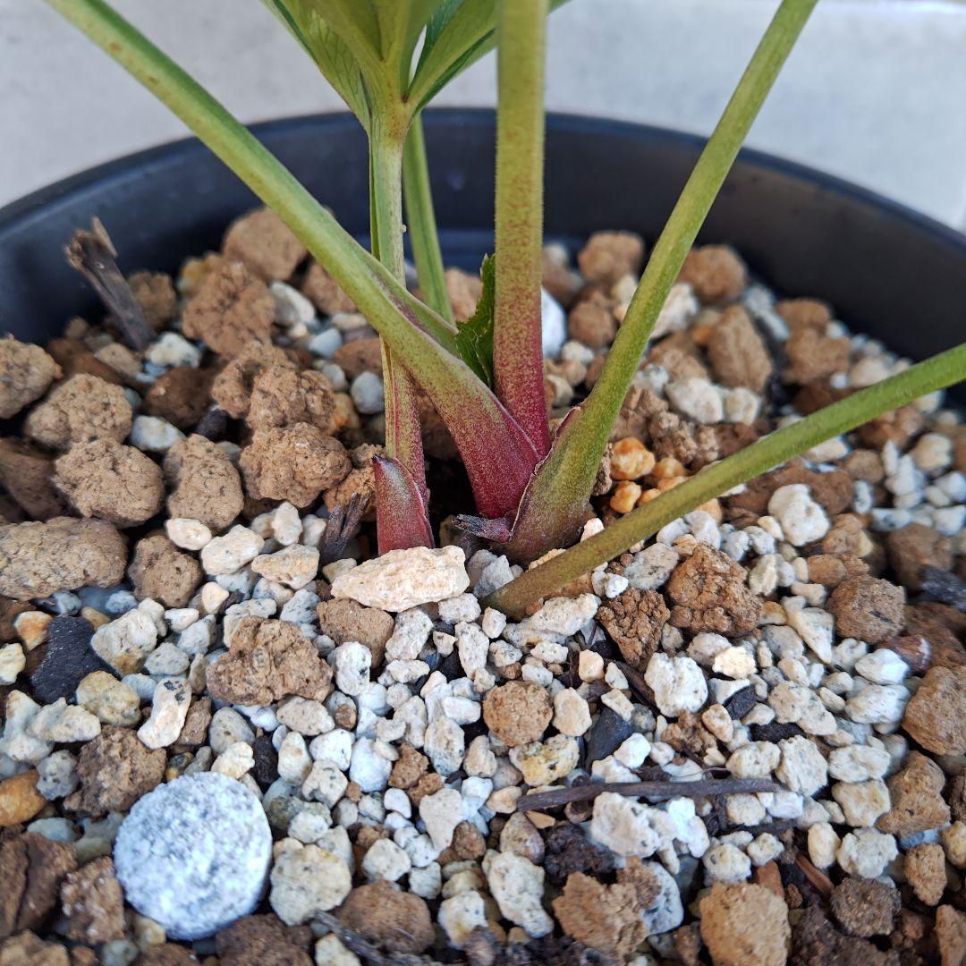 の*ん様 クリスマスローズ 加藤農園 キラメキ☆② 株分け