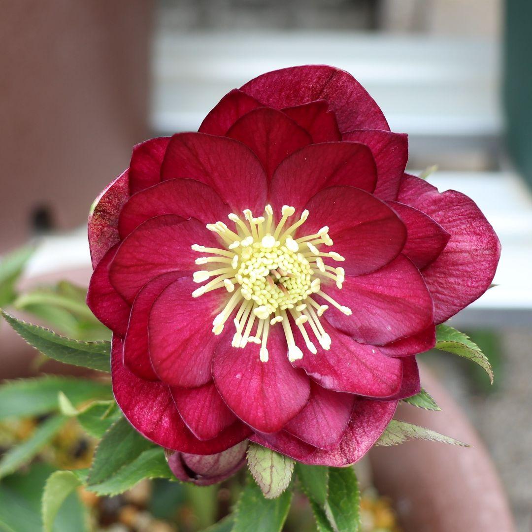 の*ん様 クリスマスローズ 加藤農園 キラメキ☆② 株分け