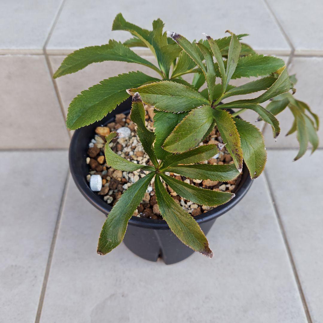 の*ん様 クリスマスローズ 加藤農園 キラメキ☆② 株分け