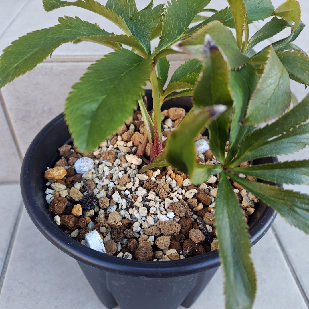 の*ん様 クリスマスローズ 加藤農園 キラメキ☆② 株分け