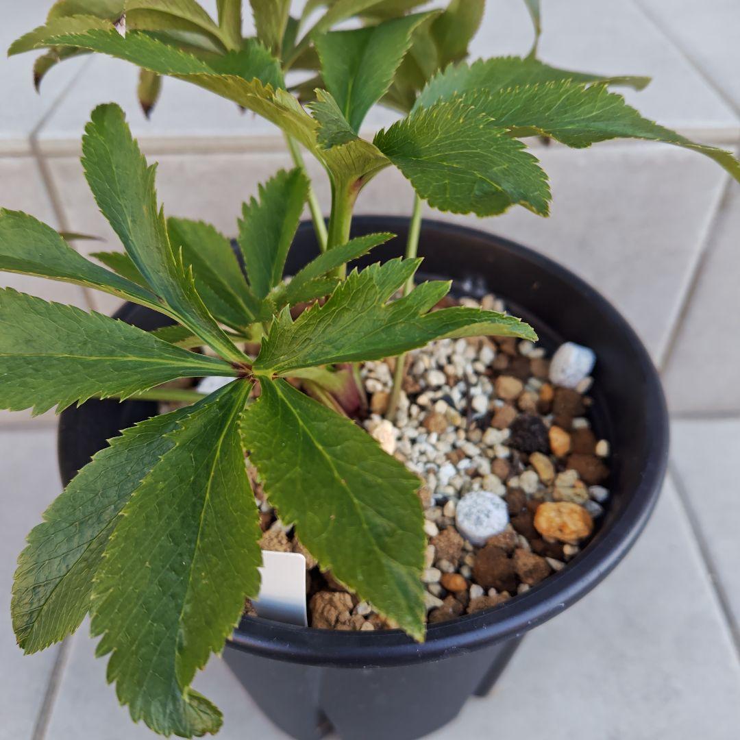 の*ん様 クリスマスローズ 加藤農園 キラメキ☆② 株分け