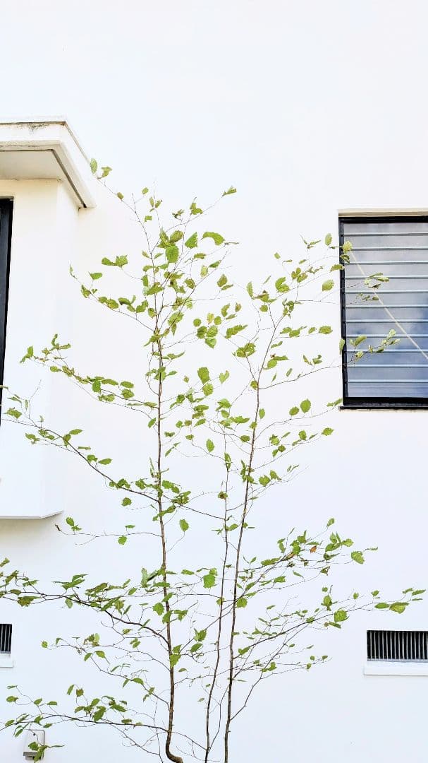 特大の天然株。山採りアズキナシ。