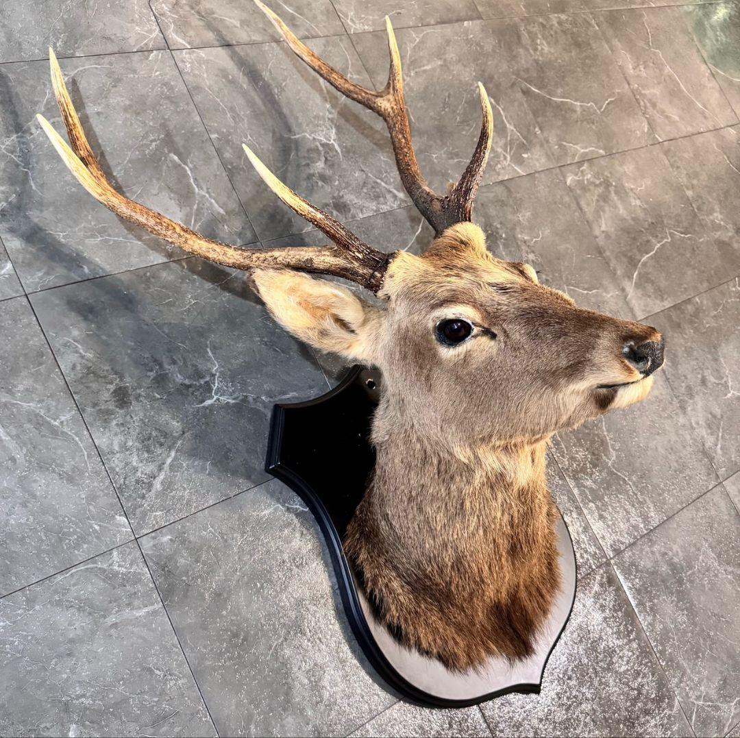 ハンティングトロフィー 鹿の剥製 壁掛けインテリア ニホンジカ 鹿
