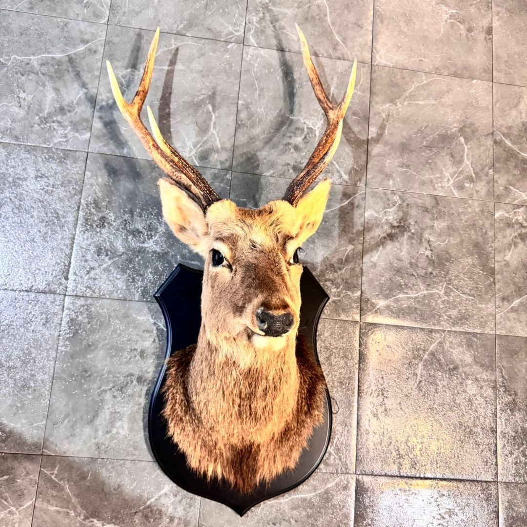 ハンティングトロフィー 鹿の剥製 壁掛けインテリア ニホンジカ 鹿