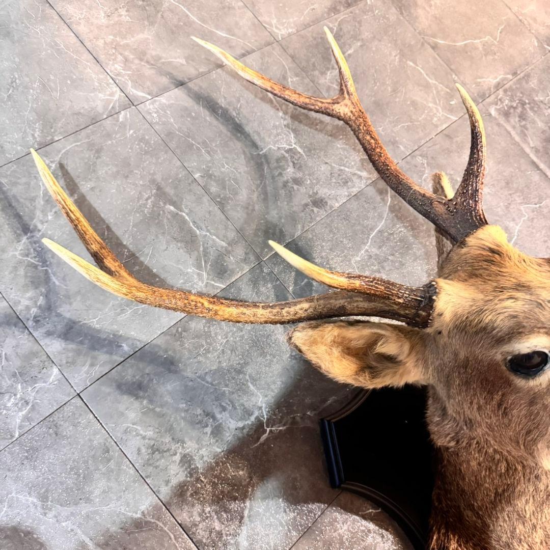 ハンティングトロフィー 鹿の剥製 壁掛けインテリア ニホンジカ 鹿