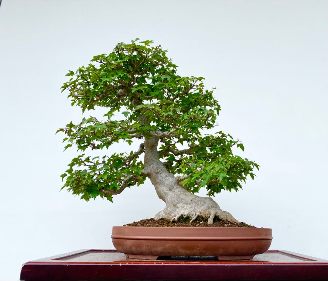 白木盆栽園 ビナンカズラ 美男葛 盆栽 樹高32センチ 楓カエデ紅葉実物