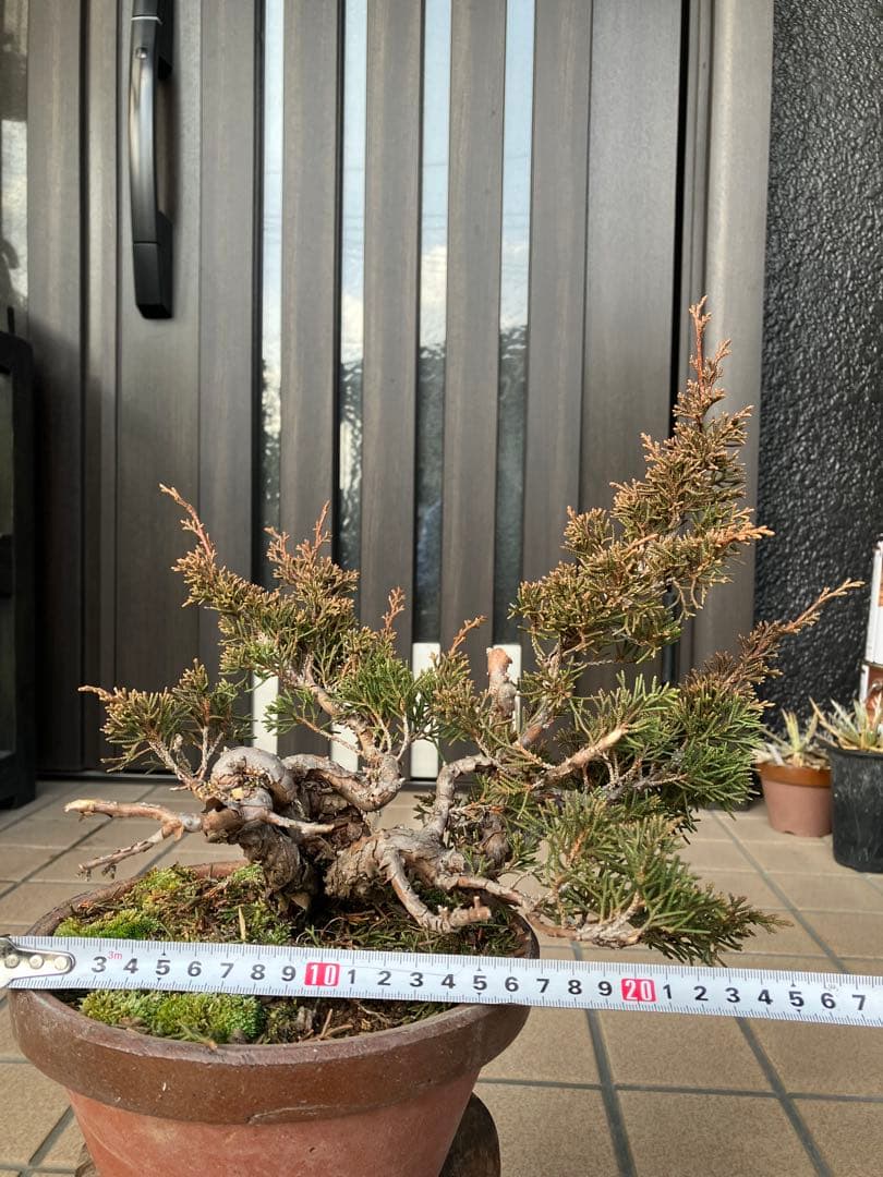 大特価★真柏糸魚川　懸崖　　素材　◉超お勧め！究極の逸品　足元の曲が大変面白い