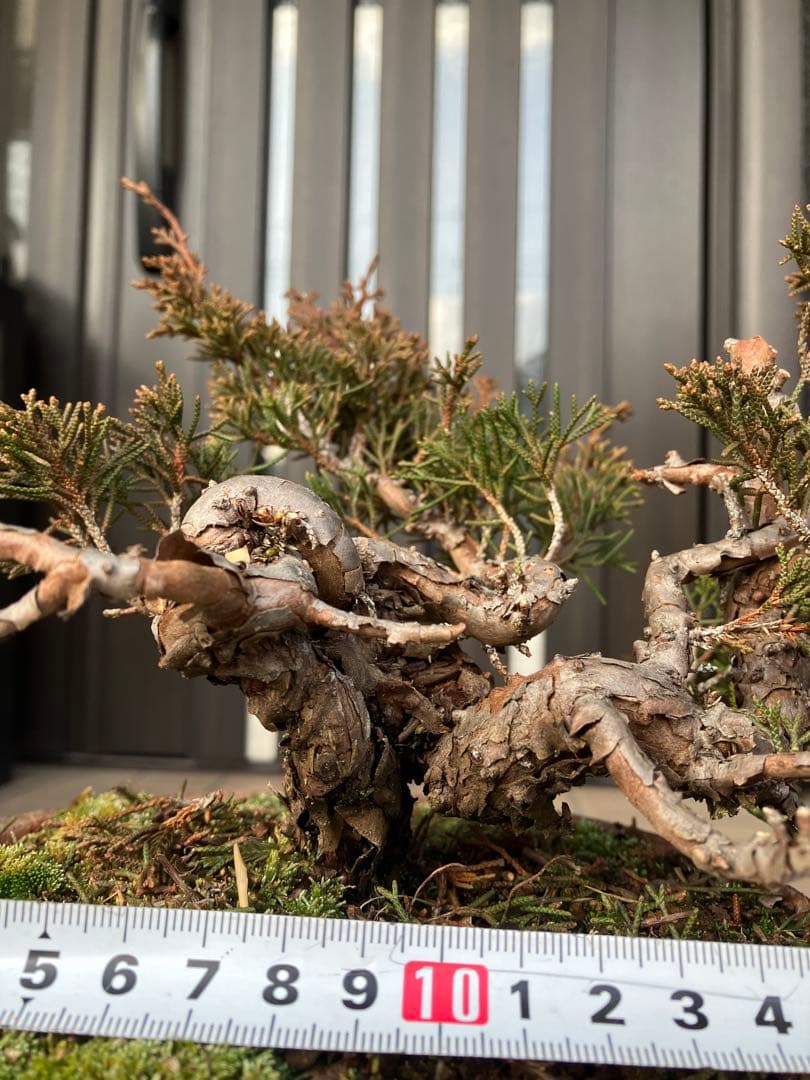 大特価★真柏糸魚川　懸崖　　素材　◉超お勧め！究極の逸品　足元の曲が大変面白い