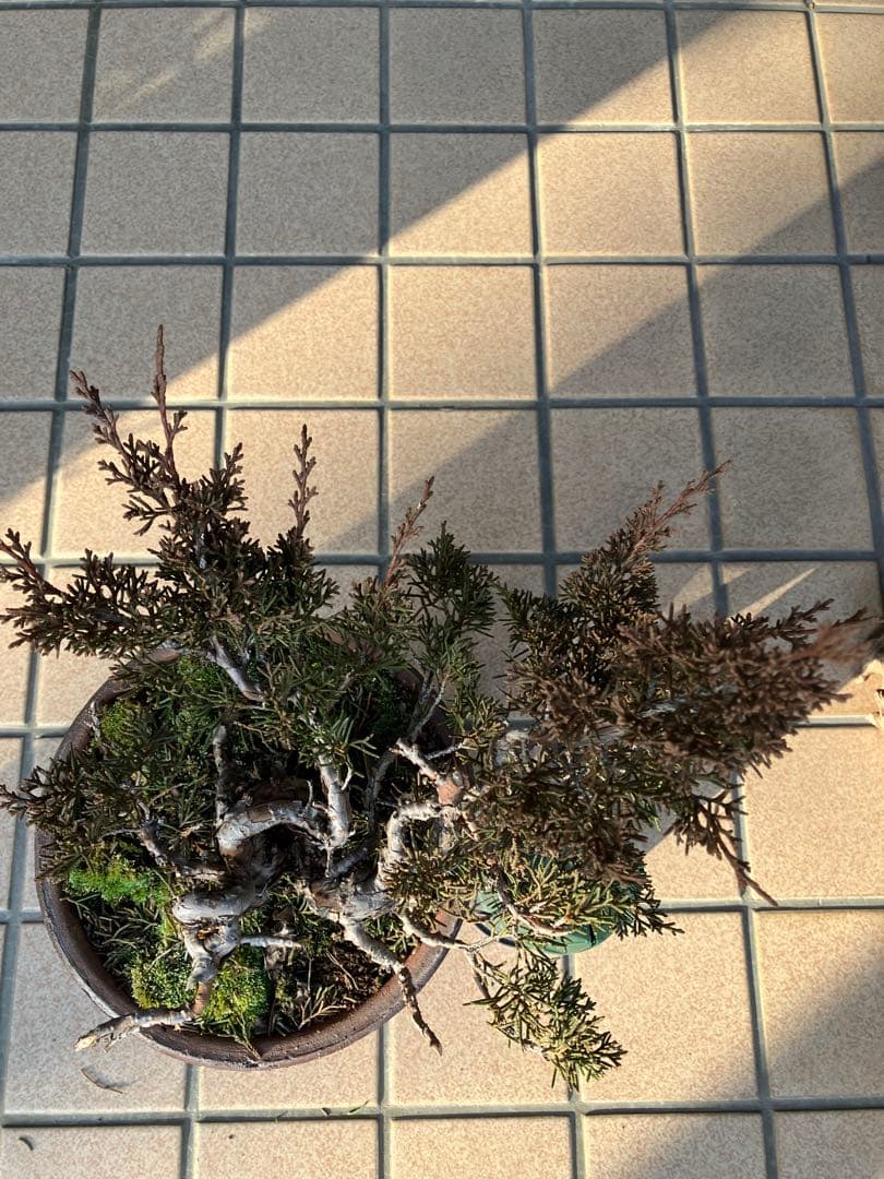 大特価★真柏糸魚川　懸崖　　素材　◉超お勧め！究極の逸品　足元の曲が大変面白い