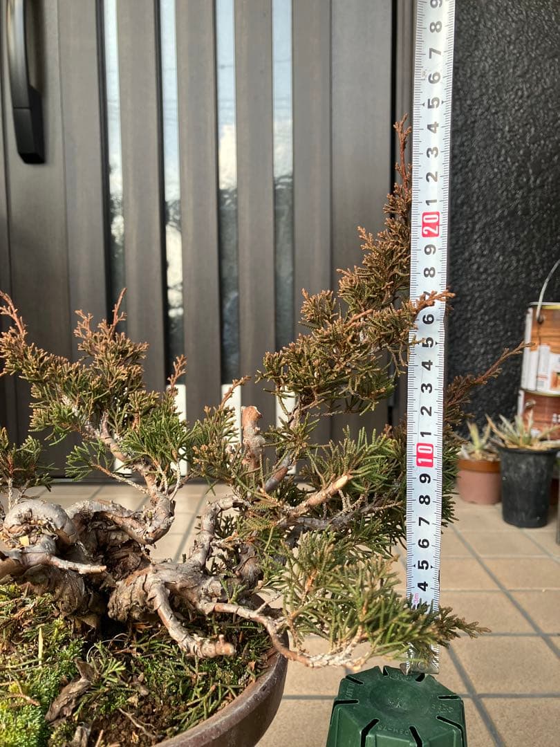 大特価★真柏糸魚川　懸崖　　素材　◉超お勧め！究極の逸品　足元の曲が大変面白い